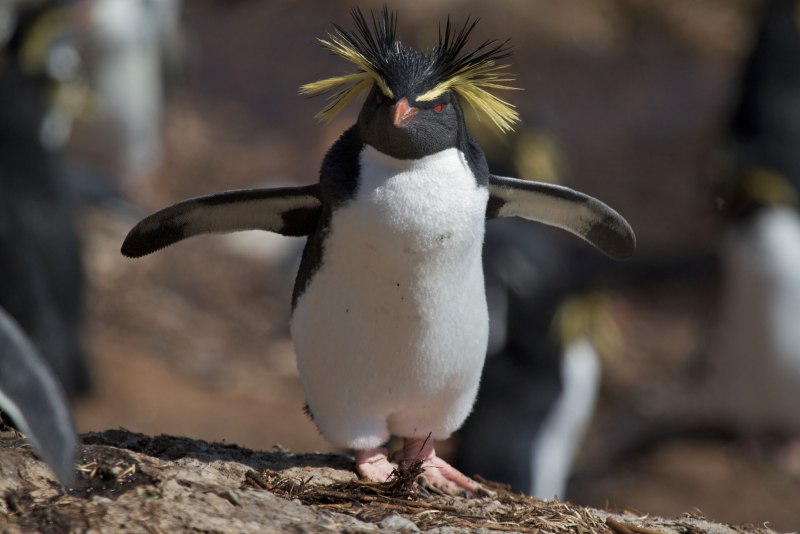 Пингвин хохлатый (65 фото)