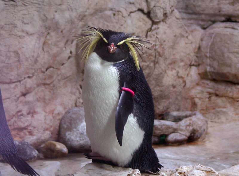 Eudyptes robustus