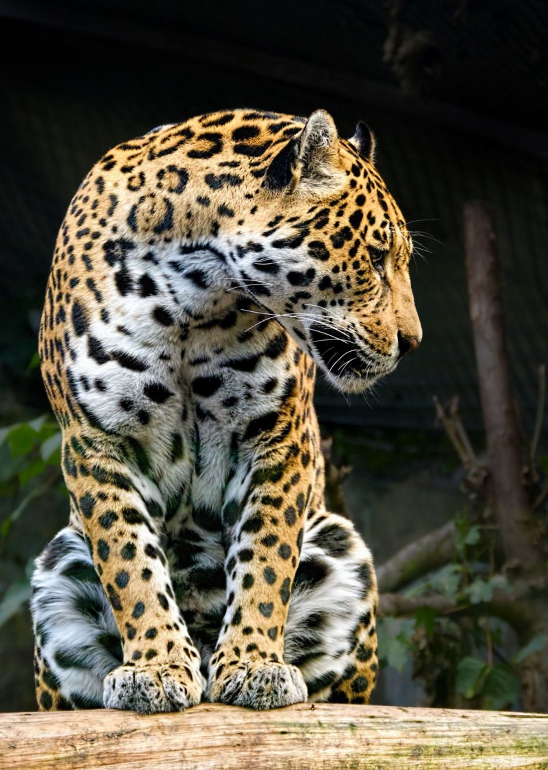 Пестрый леопард. Пятнистый Ягуар. Бенгальский Ягуар. Южноафриканский Ягуар. Зелёнчатый леопард.