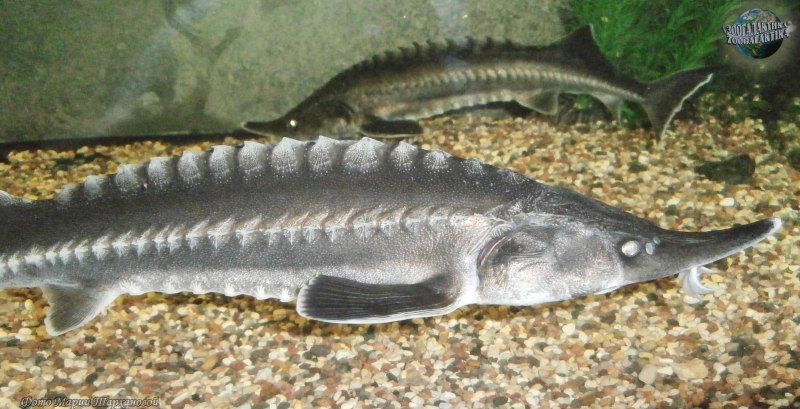 Белуга Черноморская рр4