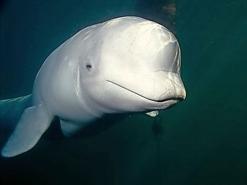 Белуга в Азовском море