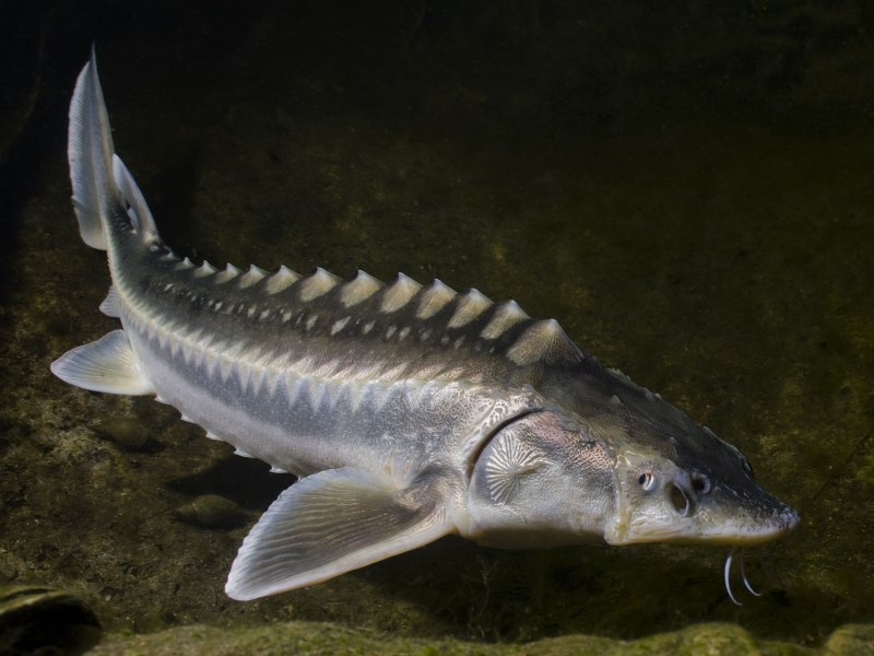 Белуга Huso Huso (Linnaeus, 1758)