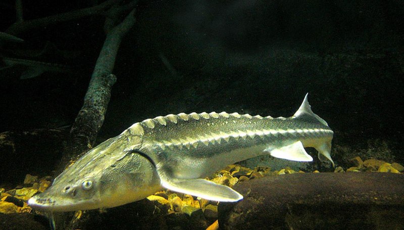 Севрюга (Acipenser stellatus)
