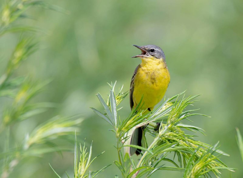 Жёлтая трясогузка (Motacilla Flava). Птицы Сибири