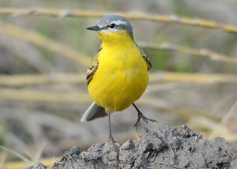 Жёлтая трясогузка (Motacilla Flava). Птицы Сибири