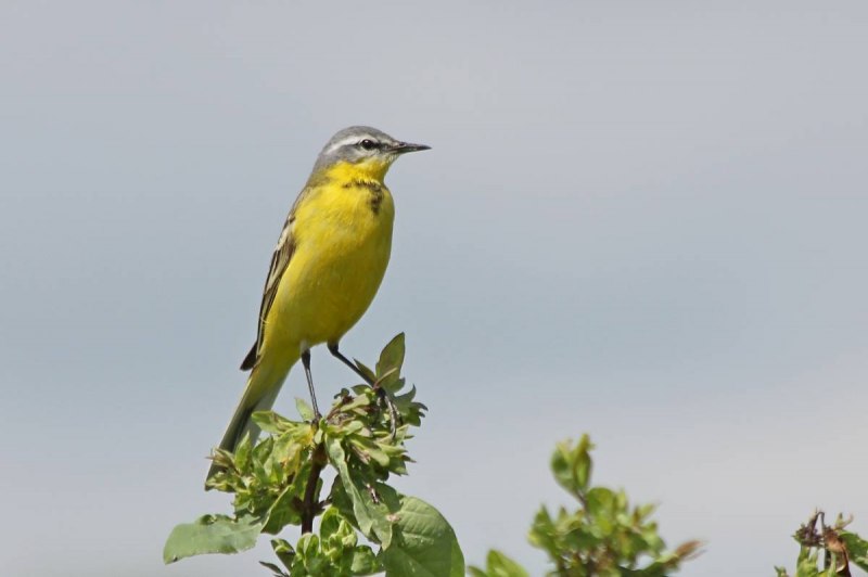 Жёлтая трясогузка (Motacilla Flava). Птицы Сибири