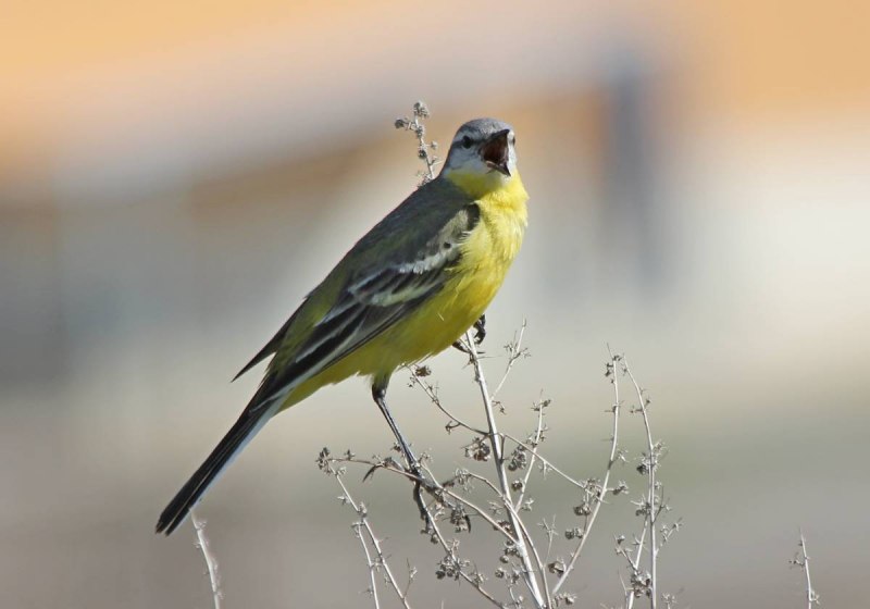 Birds of Kazakhstan names and descriptions