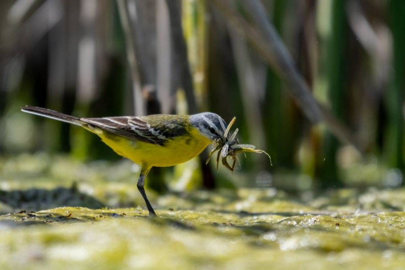 Трясогузка желтая Motacilla Flava