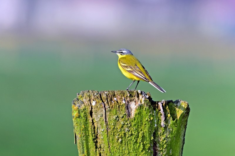 Birds of Kazakhstan names and descriptions