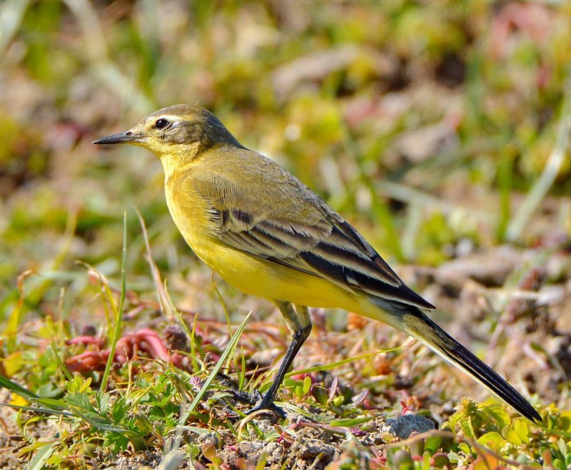 Трясогузка желтая Motacilla Flava