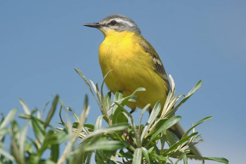 Плиска Motacilla