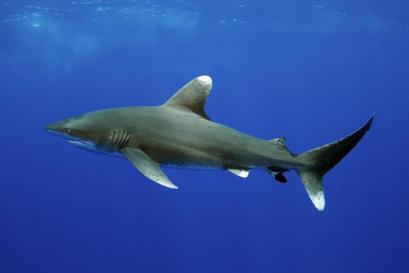 Triaenodon obesus