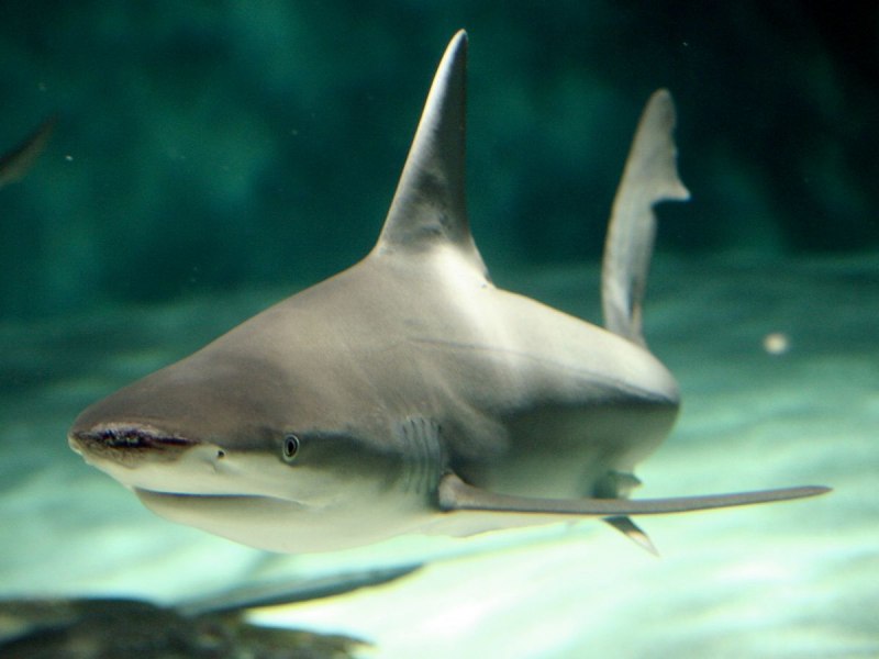 Blacktip Reef Shark