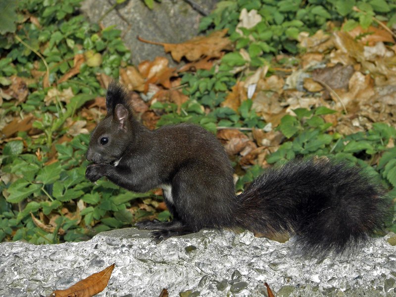 Sciurus vulgaris Балашова