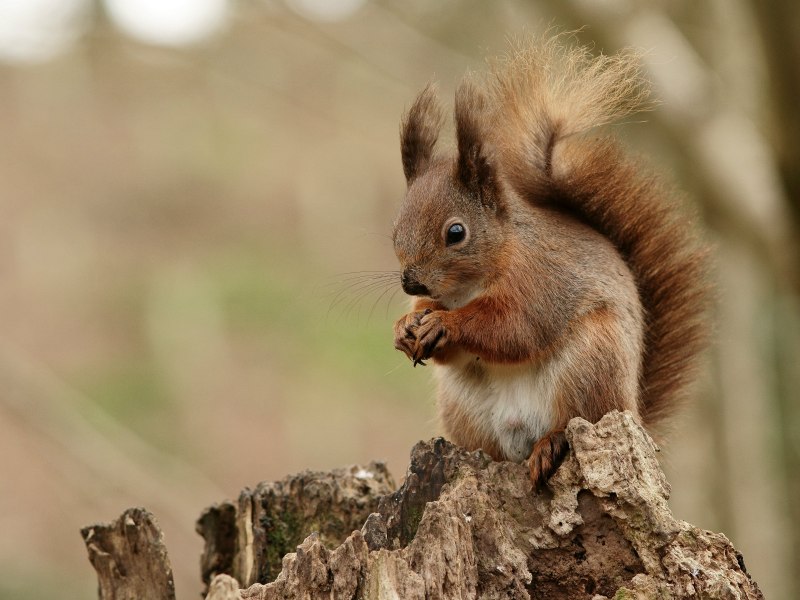 Sciurus Richmondi