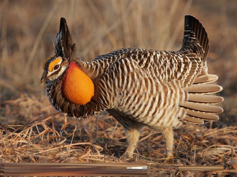 Tympanuchus phasianellus