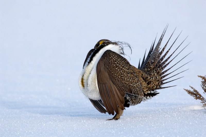 Глухарь (Tetrao urogallus)