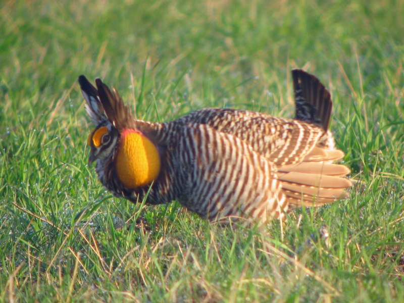 Tympanuchus phasianellus