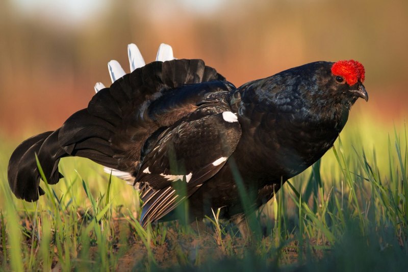 Greater Sage Grouse
