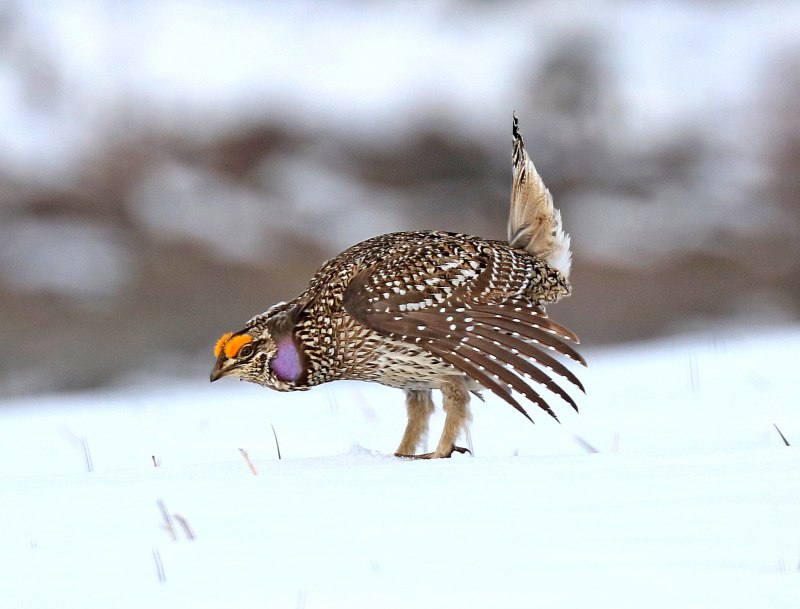 Глухарь (Tetrao urogallus)
