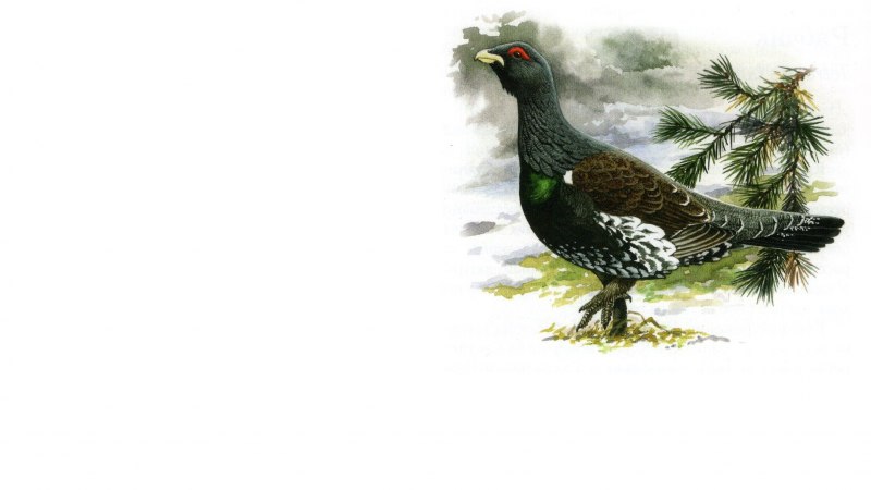 Художник Мельников Глухари