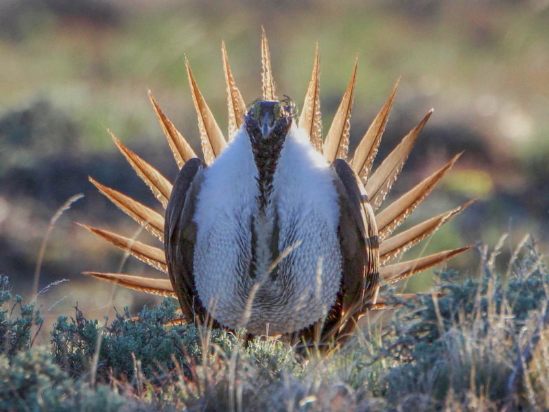 Глухарь (Tetrao urogallus)