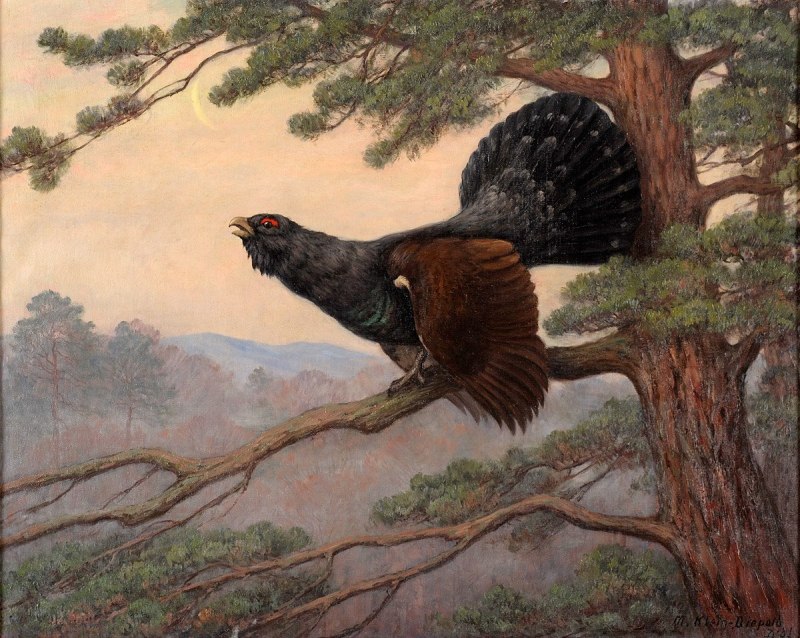 Centrocercus urophasianus