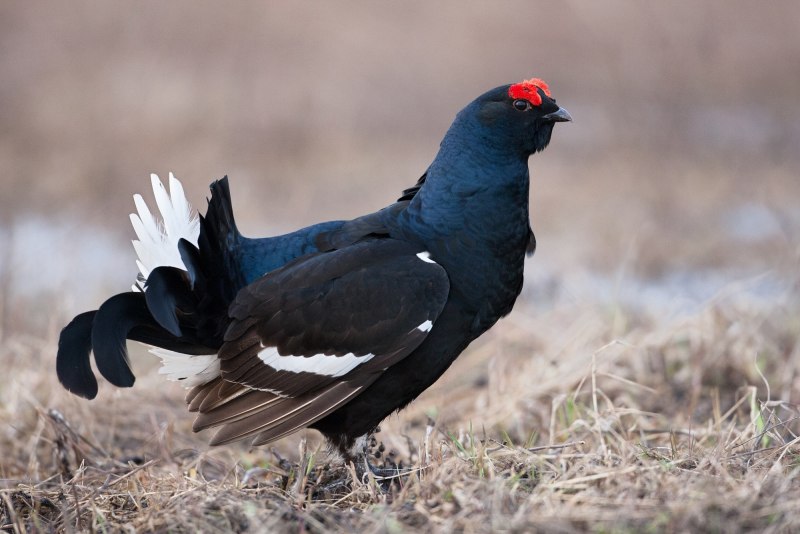 Каменный Глухарь (Tetrao parvirostris)