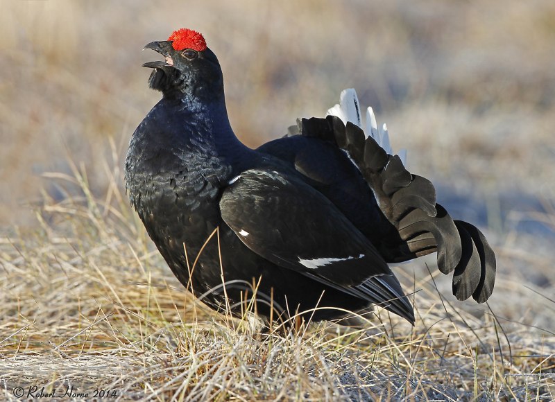 Sage Grouse