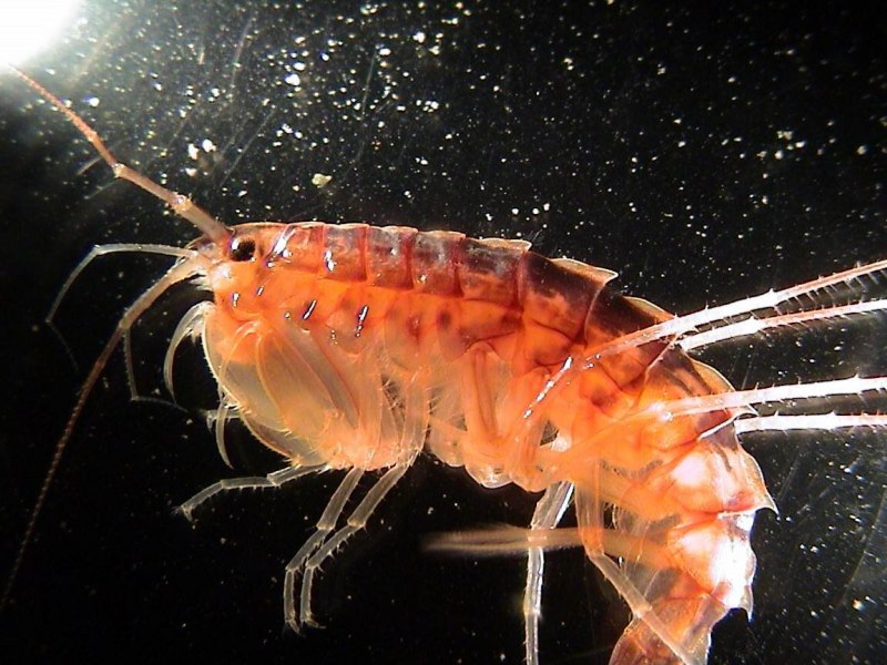 Мечехвост Limulus Polyphemus