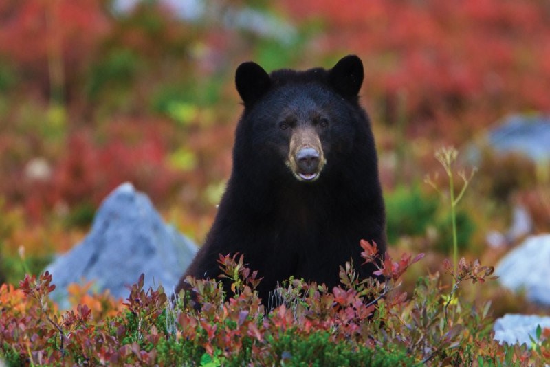 Барибал (Ursus americanus)