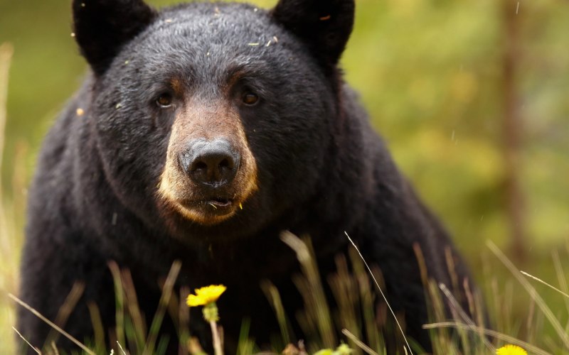 Барибал (Ursus americanus)