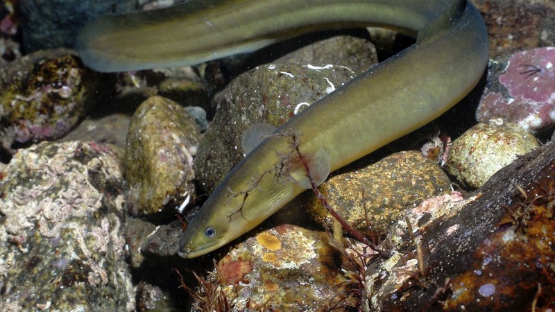 Eel угорь