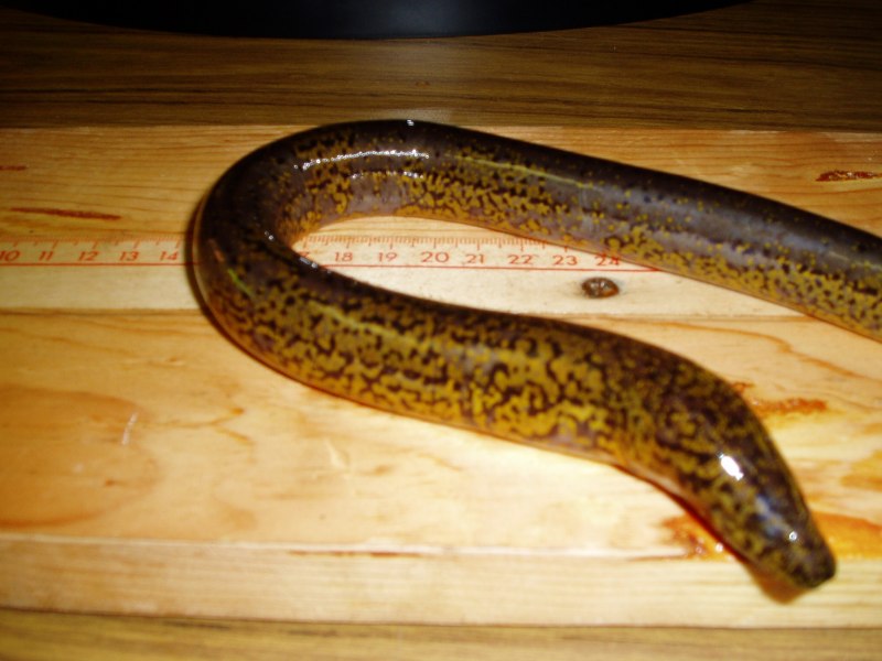Eel угорь