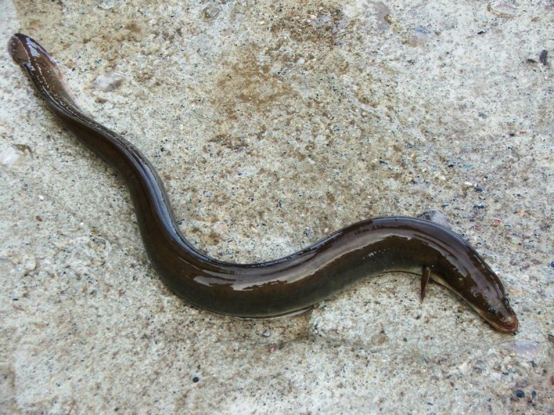Anguilla japonica угорь