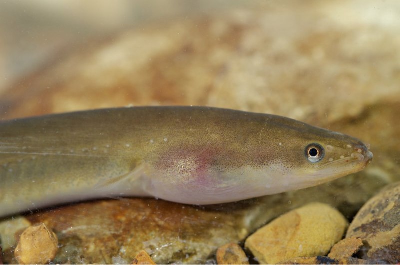 Moray eel рыба