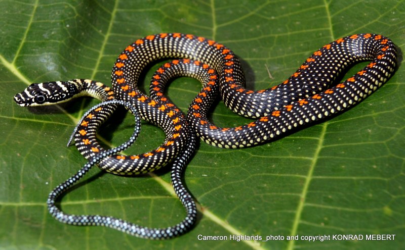 Chrysopelea taprobanica