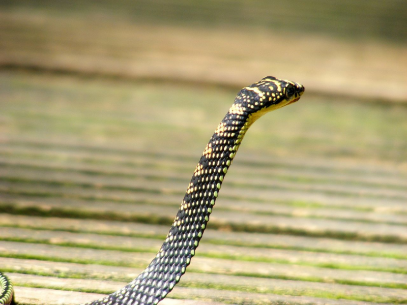 Chrysopelea Ornata