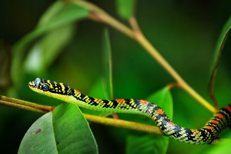 Chrysopelea Ornata