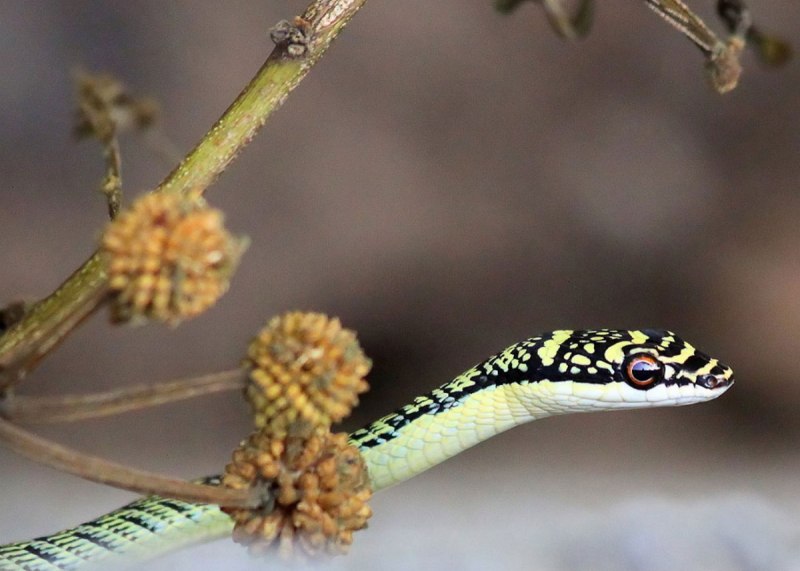 Chrysopelea Paradisi змея