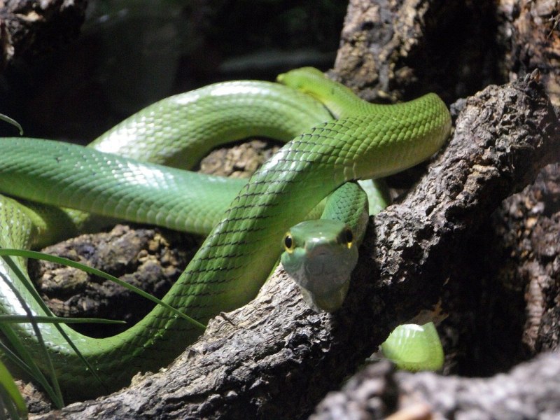 Parrot Snake (Leptophis Ahaetulla