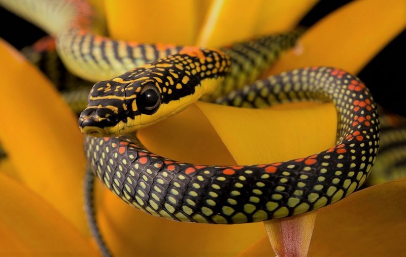 Райская древесная змея (68 фото)