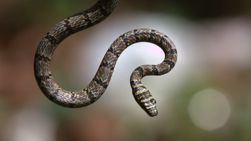 Blue Pit Viper