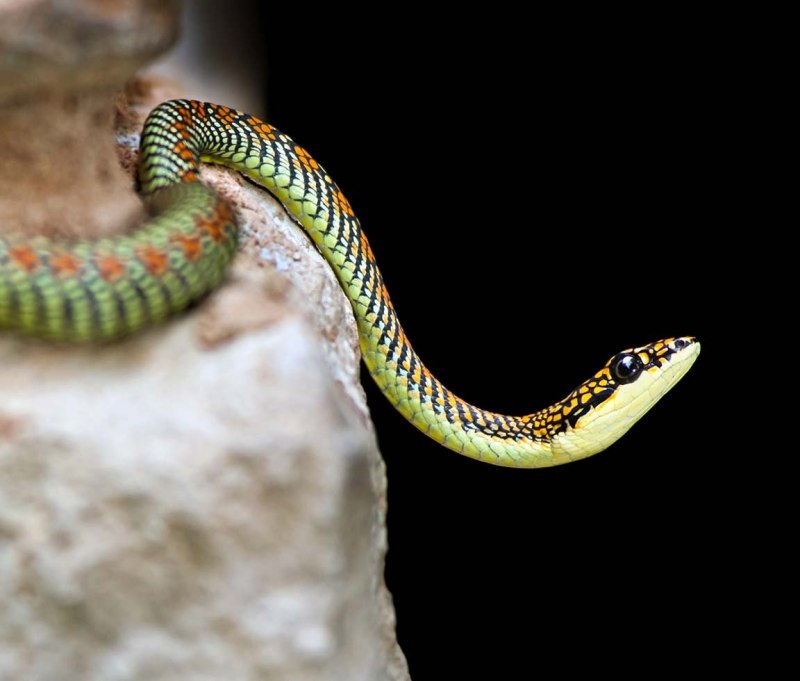 Chrysopelea Paradisi змея