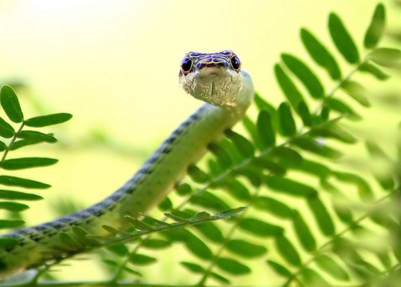 Chrysopelea Paradisi змея