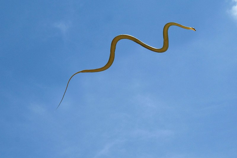 Chrysopelea taprobanica