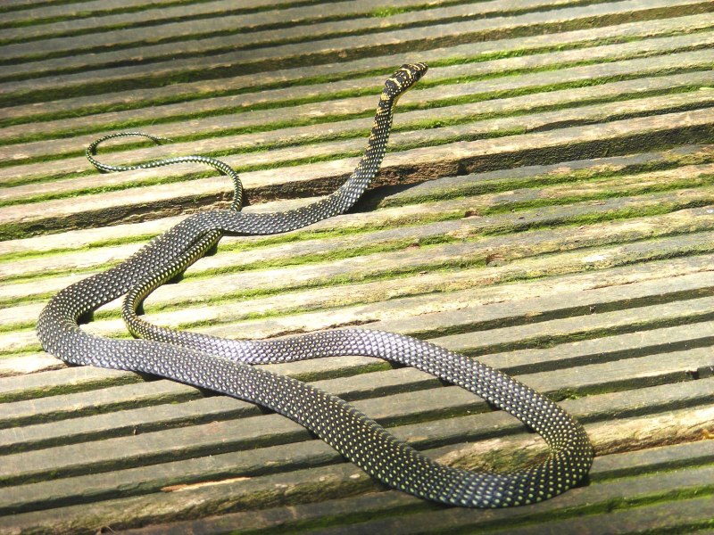 Chrysopelea taprobanica