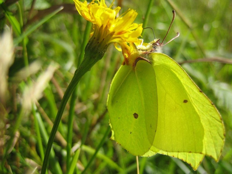 Gonepteryx rhamni лимонница