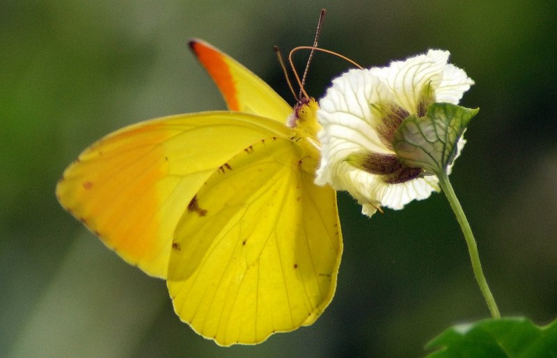 Gonepteryx rhamni лимонница