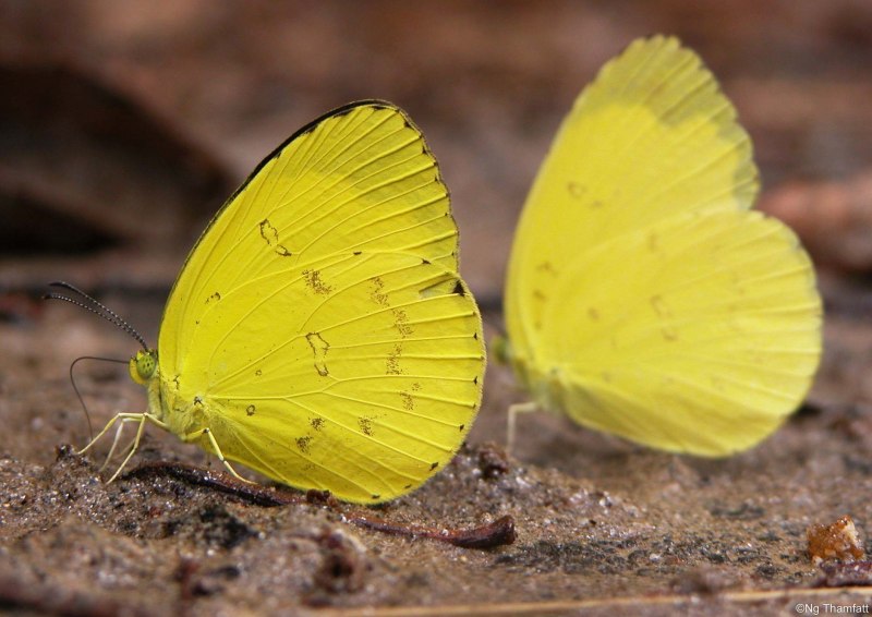 Phoebis sennae